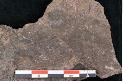 Foto (Detailansicht) von Fagus ninnisiana Unger (NHMW-GEO-2024-0188-10204)